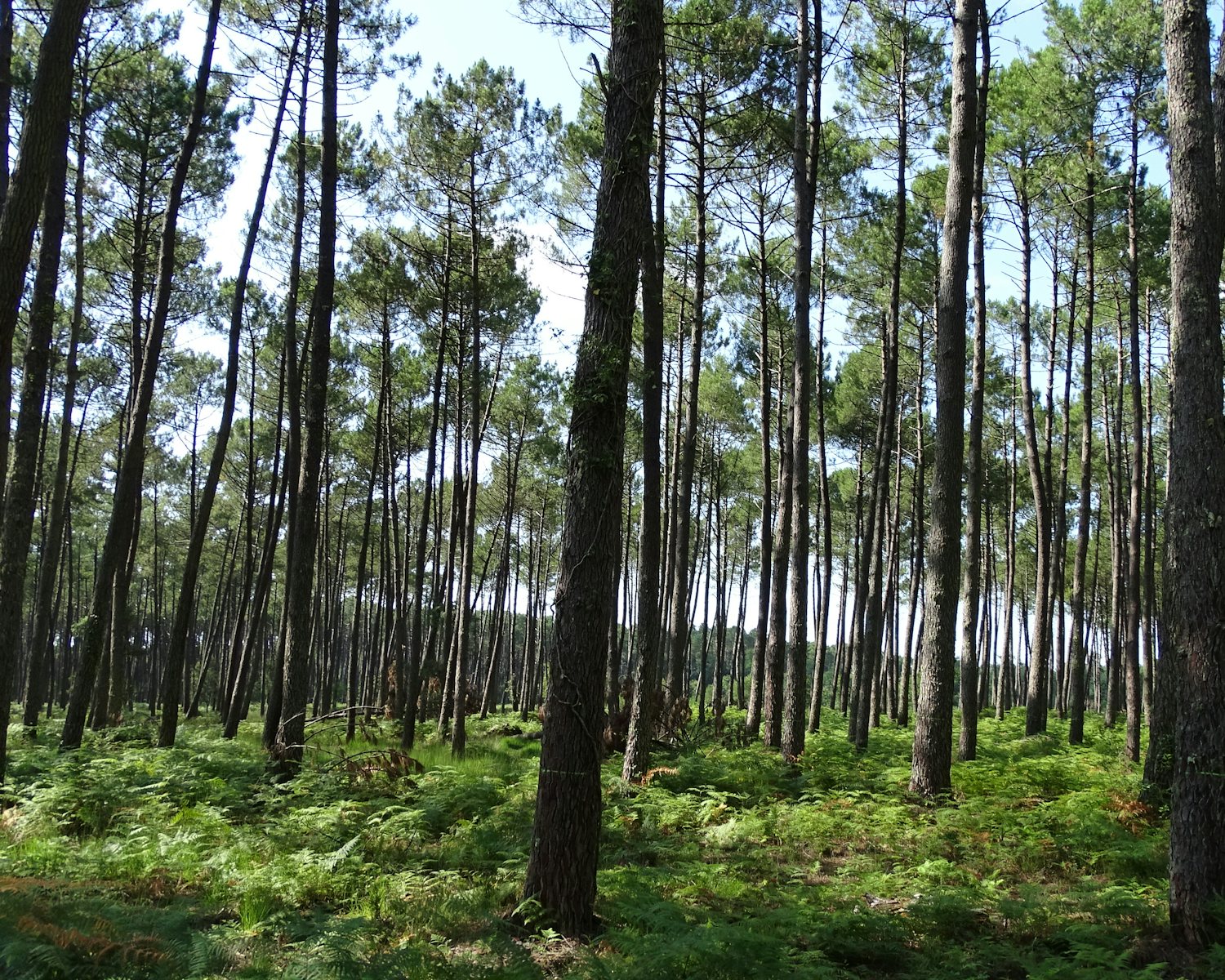 Forêt de pins et fougères dans les Landes