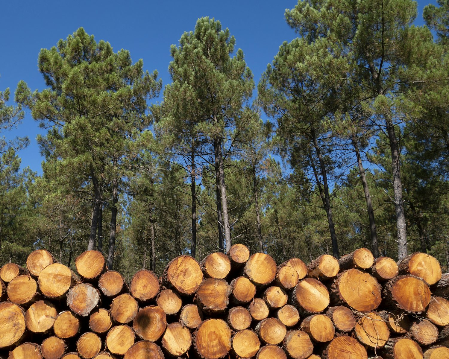 Coupe de pins maritimes dans la forêt des Landes