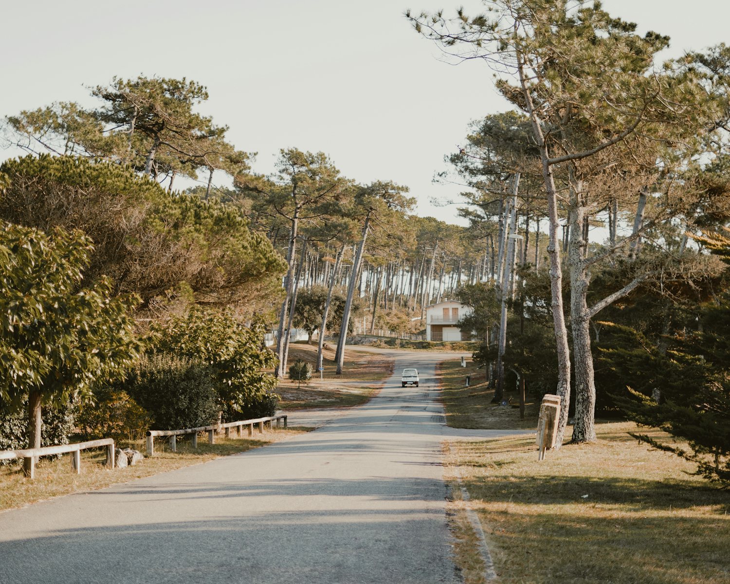 Route bordée de pins dans les Landes