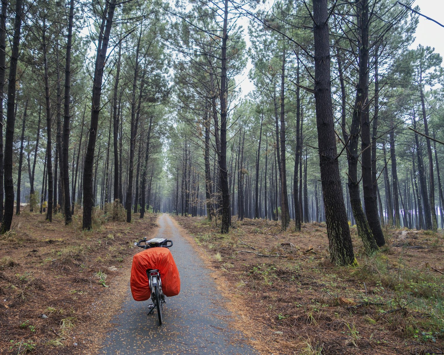 La Vélodyssée à travers la forêt des Landes La Vélodyssée à travers la forêt des Landes