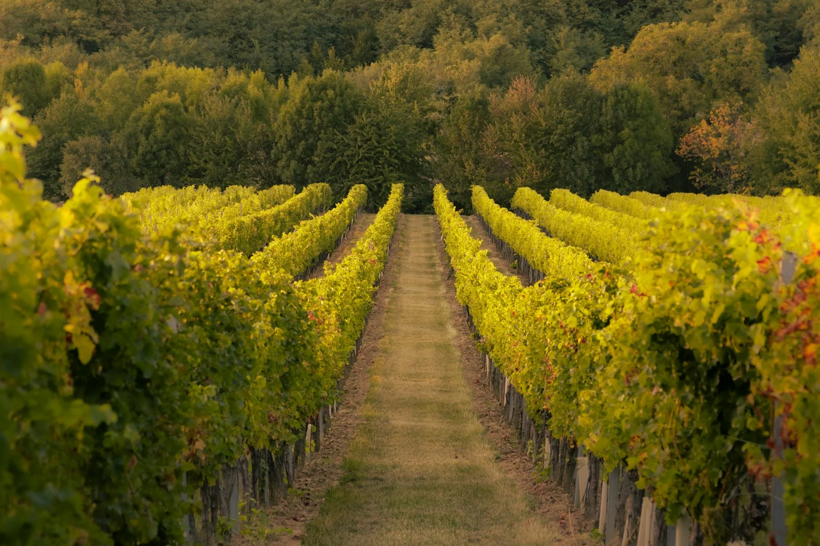 Rangs de vignes dans un vignoble bordé d’arbres